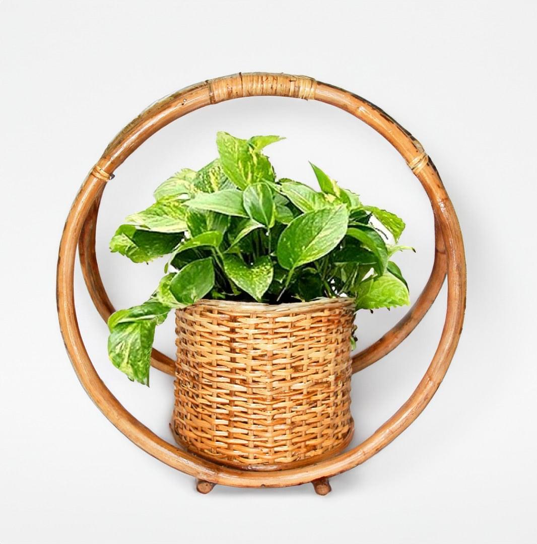 hanging cane planter Mr. HP (Rattan Hanging Planter) – Staple East