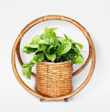 Mr. HP (Rattan Hanging Planter) - Staple East